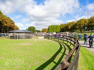 WG160922-10 - Warren Greatrex Stable Visit